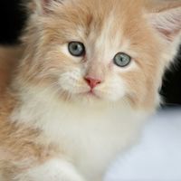 Dollar house Cattery