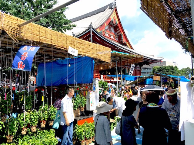 淺草酸漿花市 2