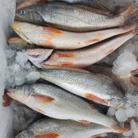 金華號漁船新鮮漁獲搶鮮賣