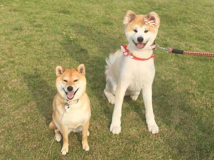 おすすめ 秋田犬 アキタイヌ カーサイン Lacistitis Es