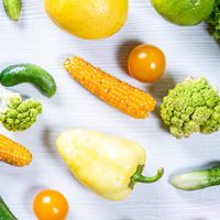 維根行VEGAN GO