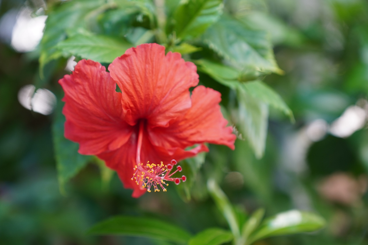 E接環首顆APS-C鏡皇終於來到，Sony 16-55mm F2.8 G 實測動手玩（NDA至9/18 10:00）