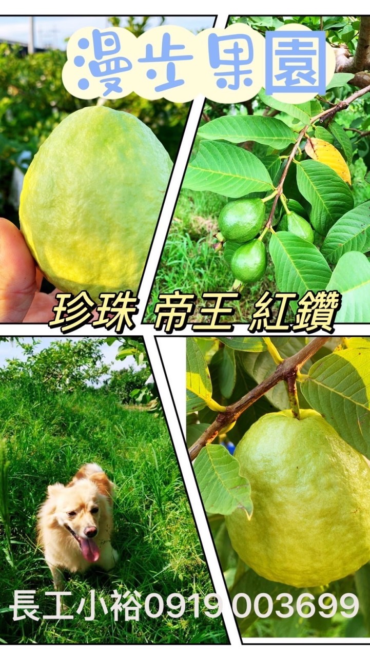大湖口芭樂情-漫步果園