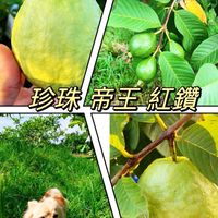 大湖口芭樂情-漫步果園