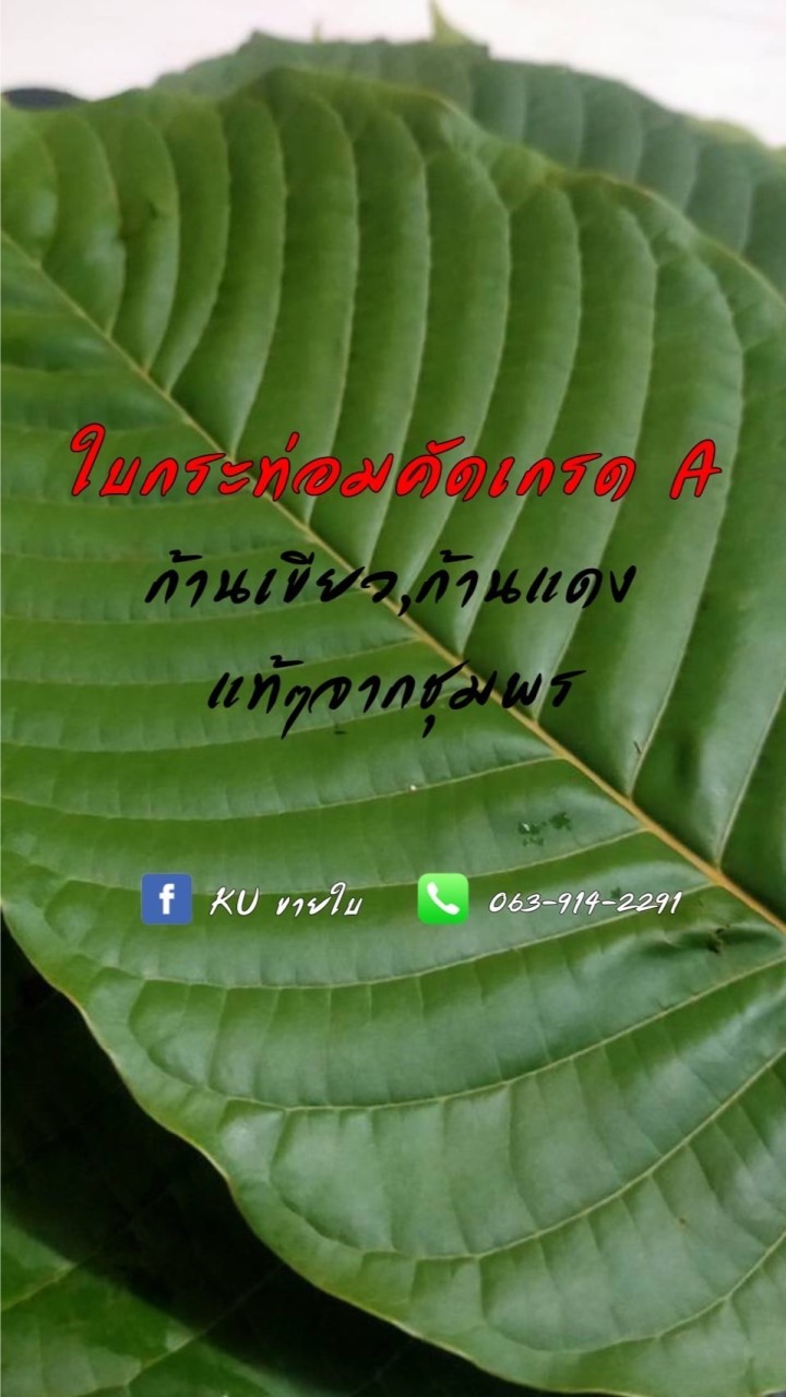 KU ขายใบ