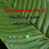 KU ขายใบ