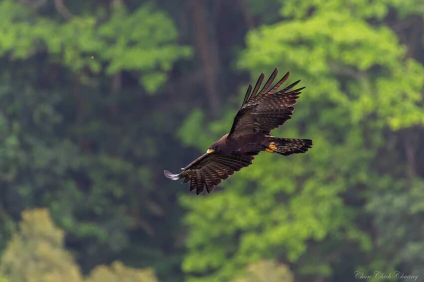 中興新村 橫山賞鷹平台