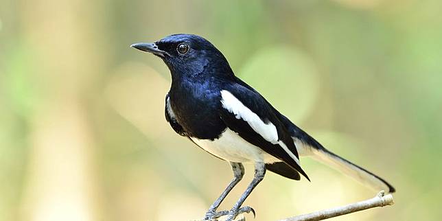 Apa Keistimewaan Burung Kacer Hingga Bernilai Jual Ratusan Juta