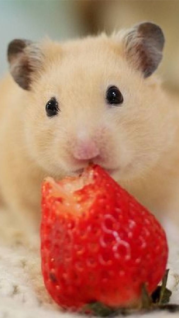 ハムスター🐹好きな人あつまれ〜