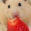 ハムスター🐹好きな人あつまれ〜