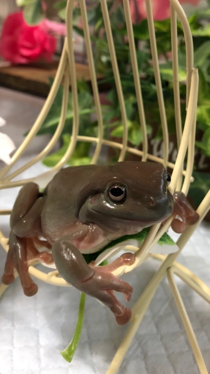 生き物大好きさん集まれっ！のオープンチャット