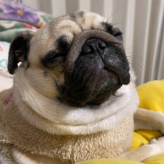 いじけるゴールデン 飼い主がウザめにかまってみると