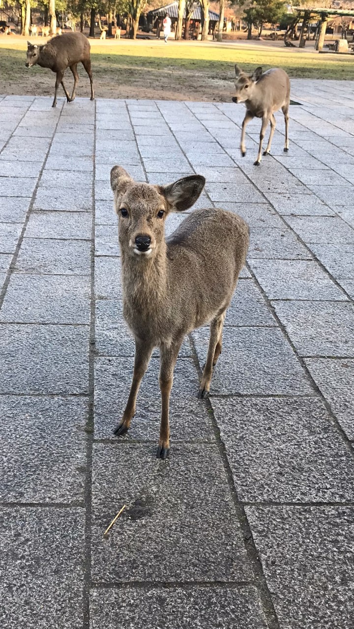 奈良高校のオープンチャット
