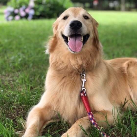 犬も嫉妬する 犬と人の気持ちはこんなによく似ていた いぬのきもちnews