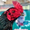 ซื้อขายไก่ชนอิสระ By พม่าอีสาน