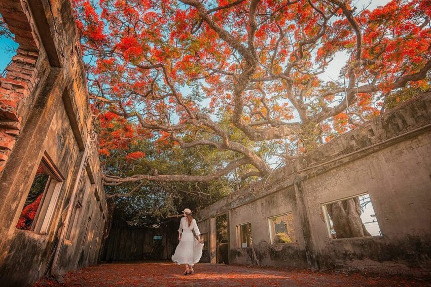 高雄秘境景點 大湖番茄會社