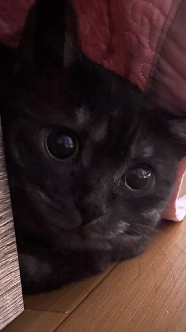 カンヒュ好きおいでー