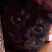 カンヒュ好きおいでー