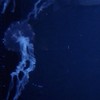 twstホスパロ　オクタ&ハツラ
