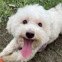 埼玉県杉戸町むぎちゃん捜索チャット🐩