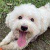 埼玉県杉戸町むぎちゃん捜索チャット🐩