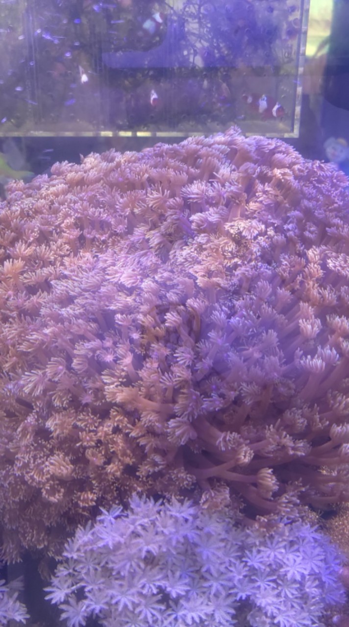 悠海水族-淡海水魚 珊瑚 水母 設備 分享交流區