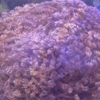 悠海水族-淡海水魚 珊瑚 水母 設備 分享交流區