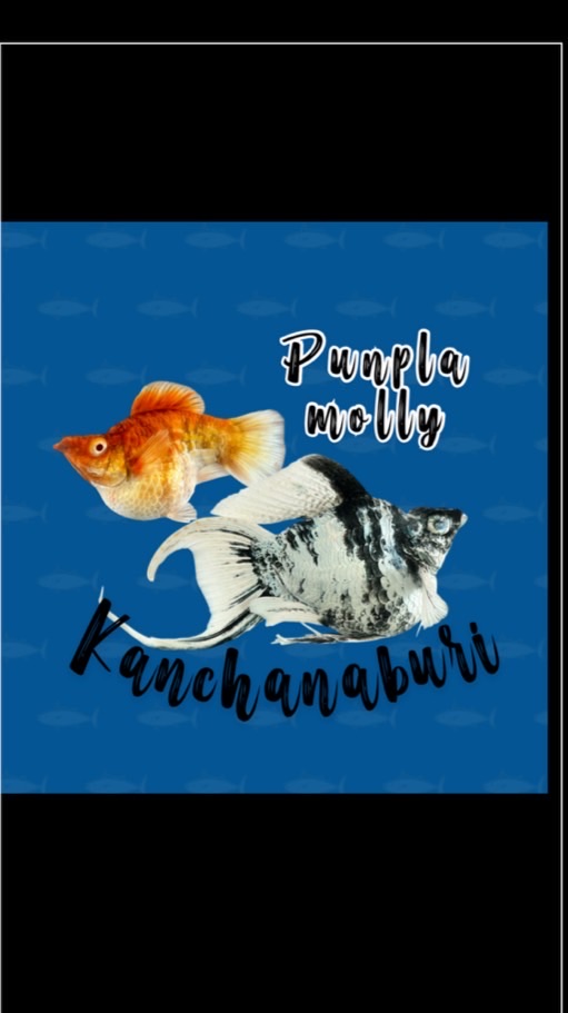 Punpla Molly Kanchanaburi