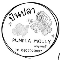Punpla Molly Kanchanaburi
