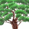 113學年樟樹班