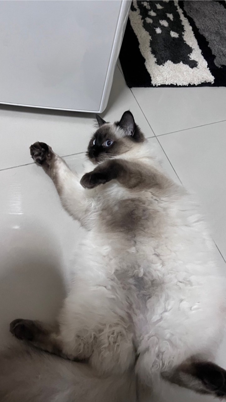 媌媌