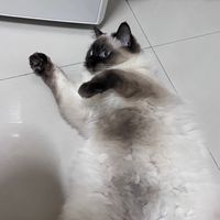 媌媌