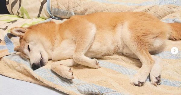 ふてくされる犬たち大集合 ふてくされてる理由は いぬのきもちnews