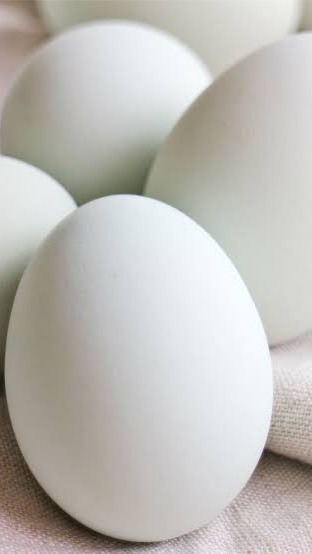 卵のための雑談部屋