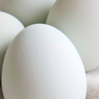 卵のための雑談部屋