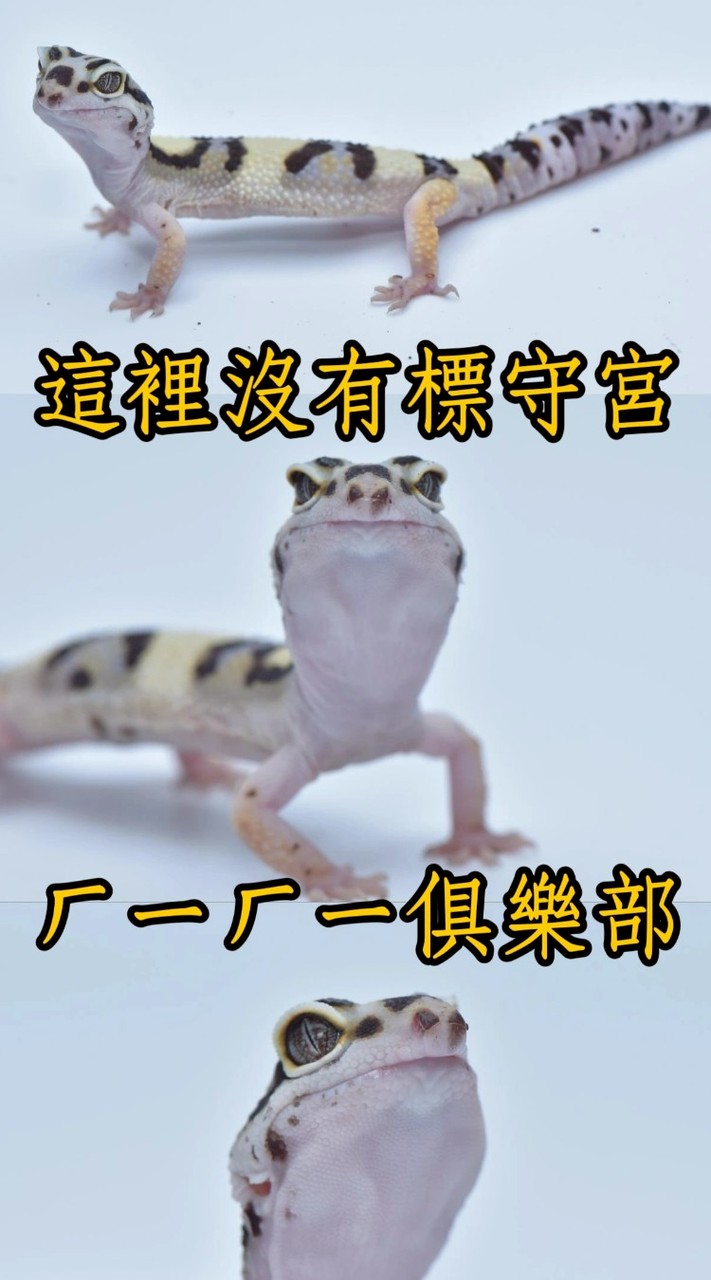 這裡沒有標守宮 ㄏㄧㄏㄧ俱樂部