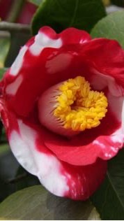 椿の会のオープンチャット