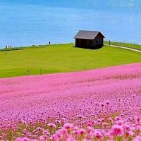 🌈🍋良いね~昭和の素敵な想い出🌠話そう恋🌻花も🍋同世代60代以上🌈