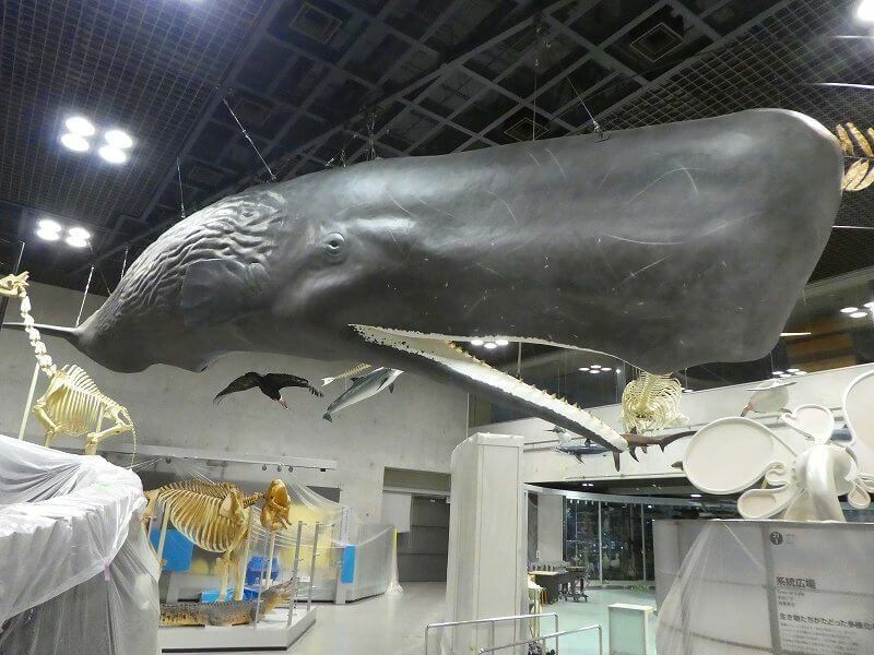 巨大クジラの内部が丸見え 国立科学博物館に世界初の標本展示