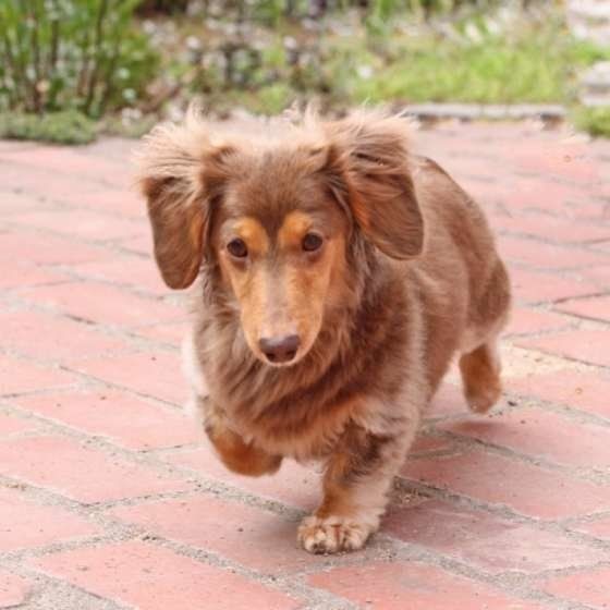 増える ゆるくなる オシッコ ウンチ 年齢による変化は いぬのきもちnews