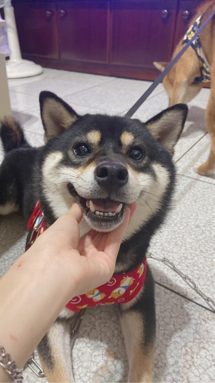 🐶Miss Ann寵物🐱