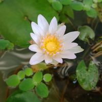 ตลาดนัดชุมชน ปาล์มสปริงส์10