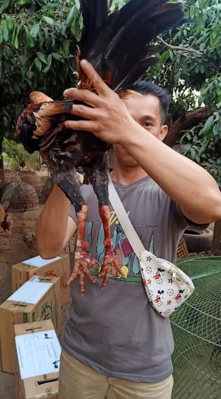 แม่สะเรียงร้อยแข้งคม