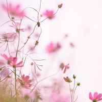 愛しの子　ペットロス