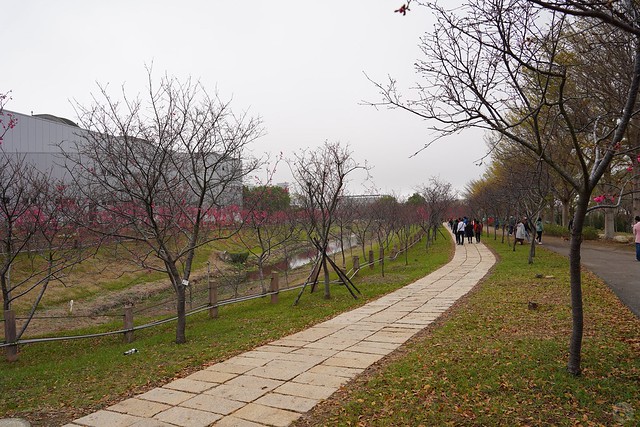 后里崴立機電櫻花公園