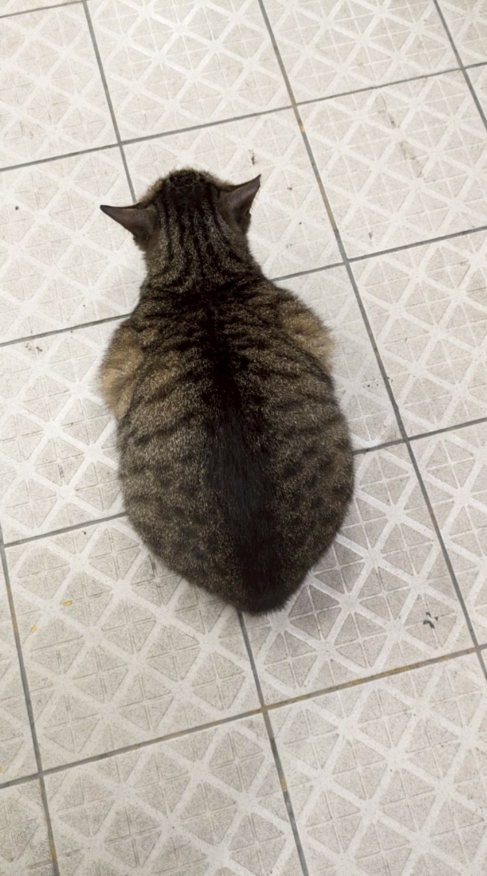 三謀 - 秦時明月