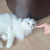 嘉義 240梯 精南/北女友群