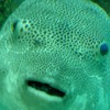 YO‼️🗣️💥 Say‼️🌞🌊✨ 夏が🎐🔥💖 胸を💘⚡️刺激する🤯💥💥ナマ足🦵🏼☺️