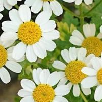 🌼 60代 🌼関東限定｜オフ会あり♪楽しくおしゃべり