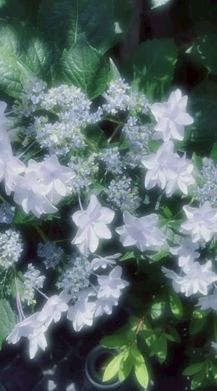 sxxn　緩緩也　ハント  ~~~~~~  🎶🎶